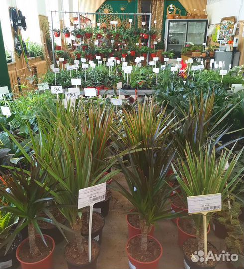 Комнатные цветы