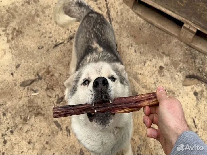 Корм для собаки. Фермерское