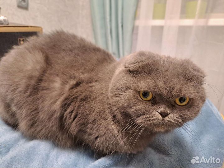 Шотландская кошечка в добрые руки