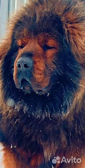 Тибетский мастиф вязка