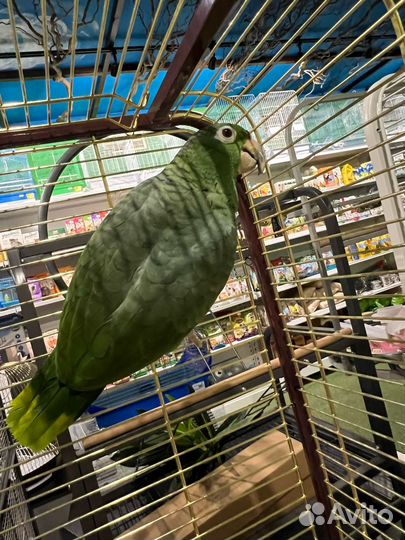 Попугай Амазон