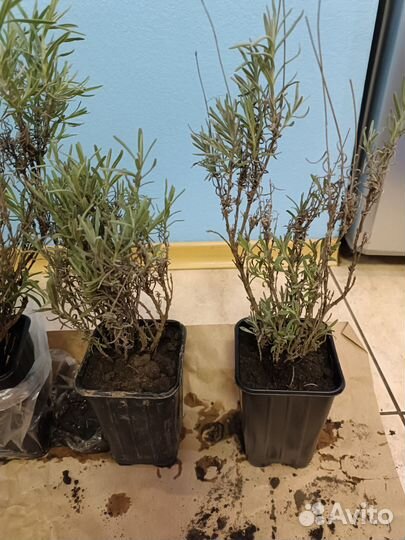 Лаванда саженцы