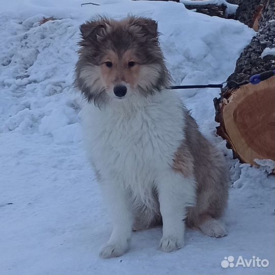 Колли в Омске