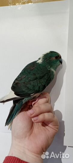 Какарик попугай