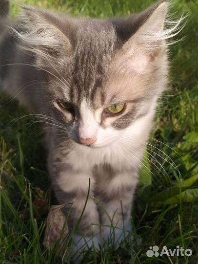 Котенок (мальчик)