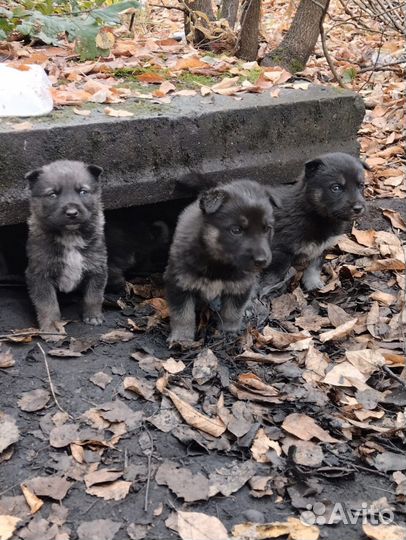 Щенки погибают на улице одни Помогите спасти