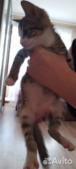 Котенок мальчик