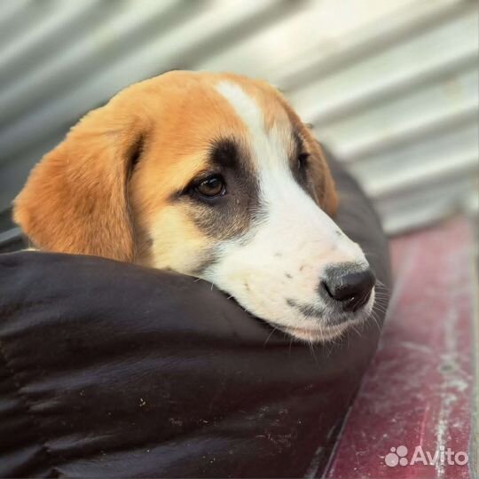 Собаки бесплатно в добрые руки щенки