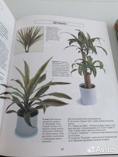 Книги о комнатных растениях
