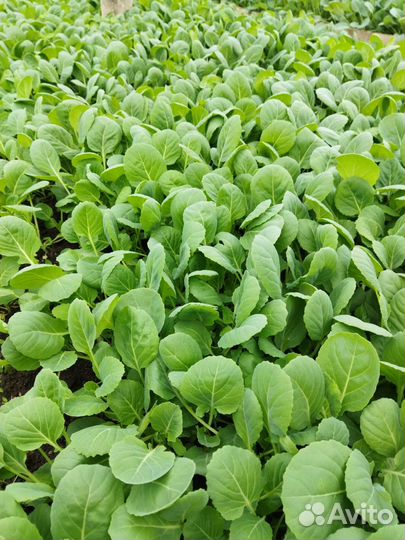 Рассада овощей