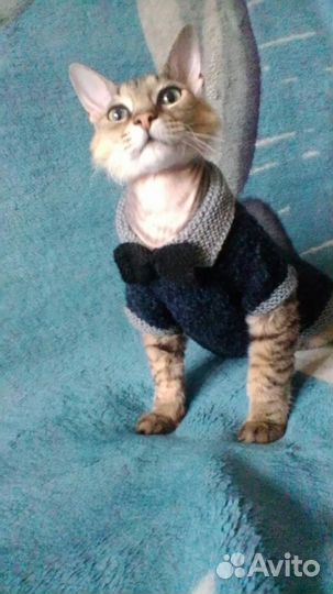 Одежда для животных