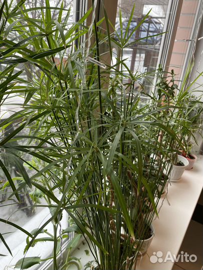 Циперус папирус, кошачья радость