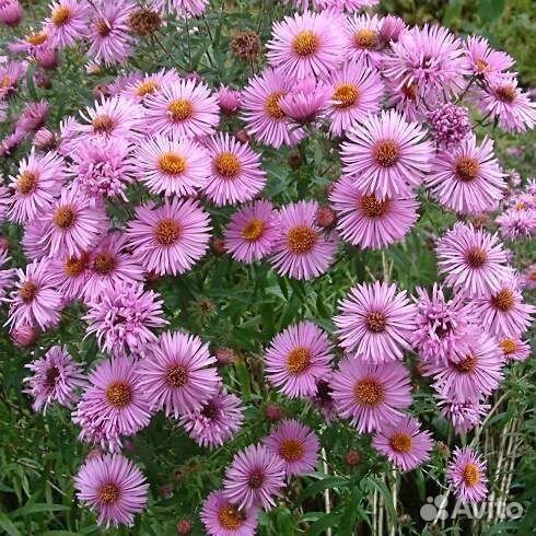 Астра кустарниковая Barrs Pink Саженцы, Рассада