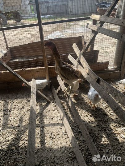 Бойцовые куры