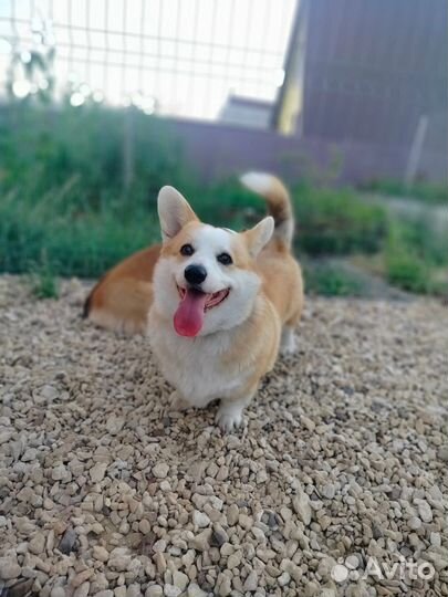 Передержка собак. Зоогостиница