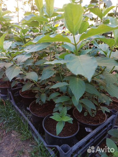 Гортензии метельчатые Полар бир