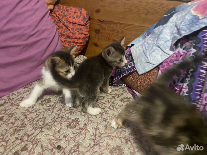 Котята в добрые руки