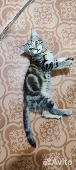 Котята за чирик