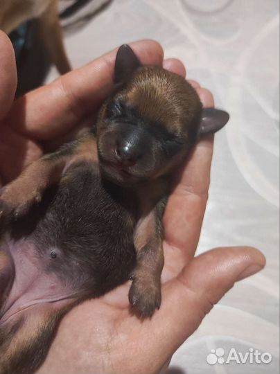 Щенки цвергпинчера