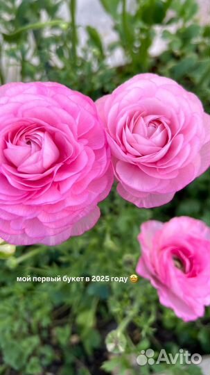 Букет из ранункулюсов