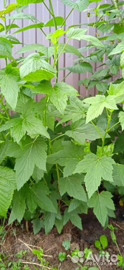 Смородина белая и чёрная Багира, Не ягоды