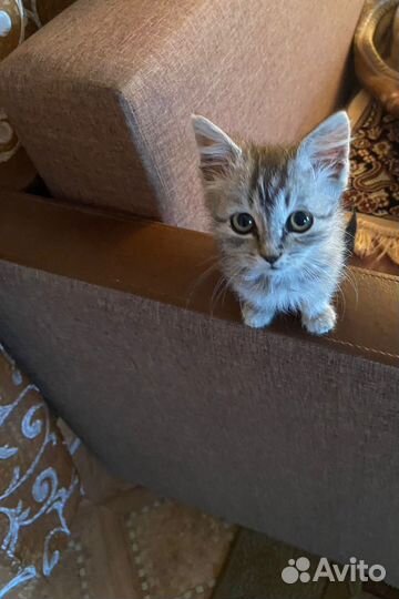 Шотландская кошка