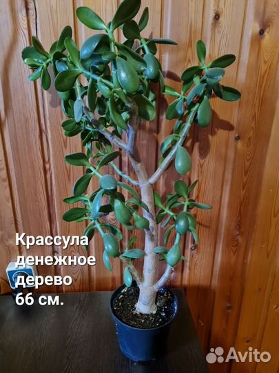 Крассула хоббит