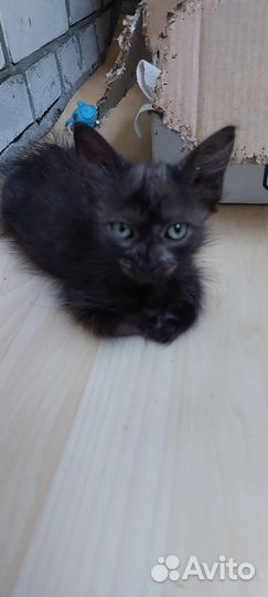 Отдам бесплатно