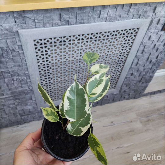 Фикус бенджамина