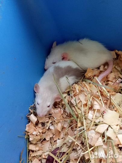 Крыса, крысята