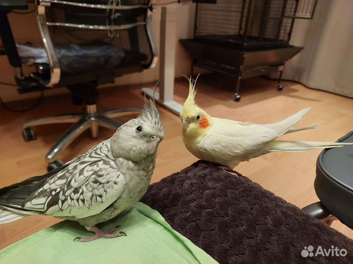 Попугай корелла