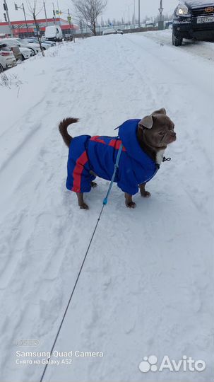 Мальчик Чихуахуа