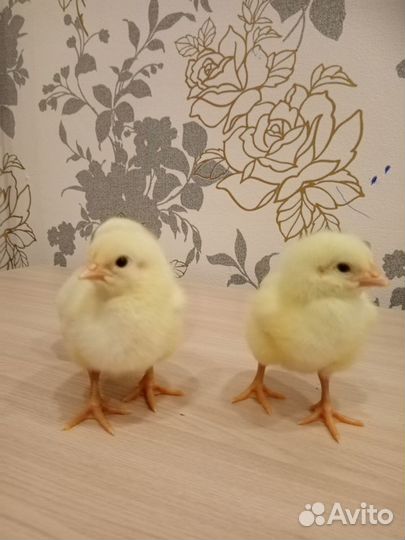 Цыплята бройлеры суточные