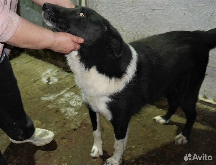 Очень спокойный и ласковый пес в заточении