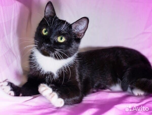 Ася - добрая кошечка в надежные руки