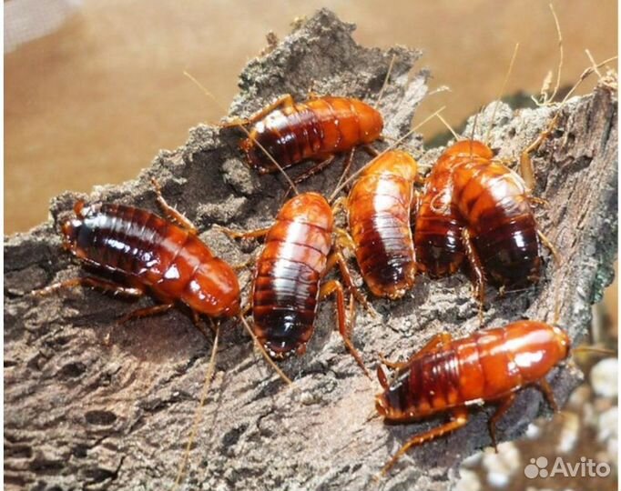 Сверчки, тараканы, зофобас, мучник