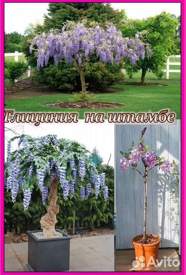 Клён Японский Берёза Тюльпанов дерев Липа Глициния