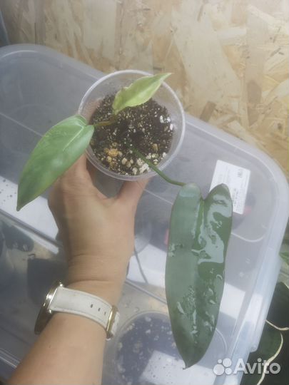 Филодендрон, фиалки