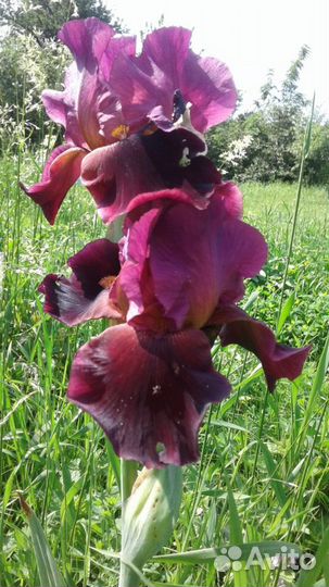 Ирисы
