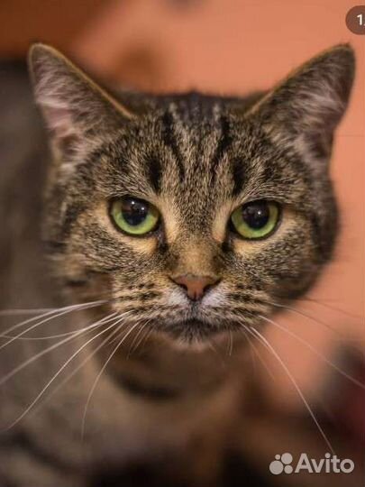 Приют Кошкин дом ждёт Вас