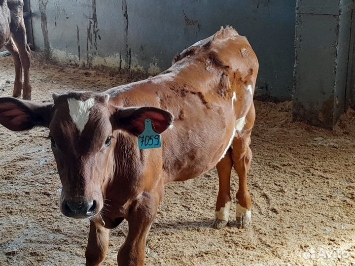 Бычки на откорм