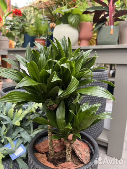 Драцена компакта. Драцена Маргината, Варнески