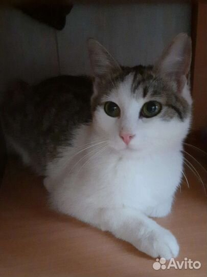 Кошечка- подросток