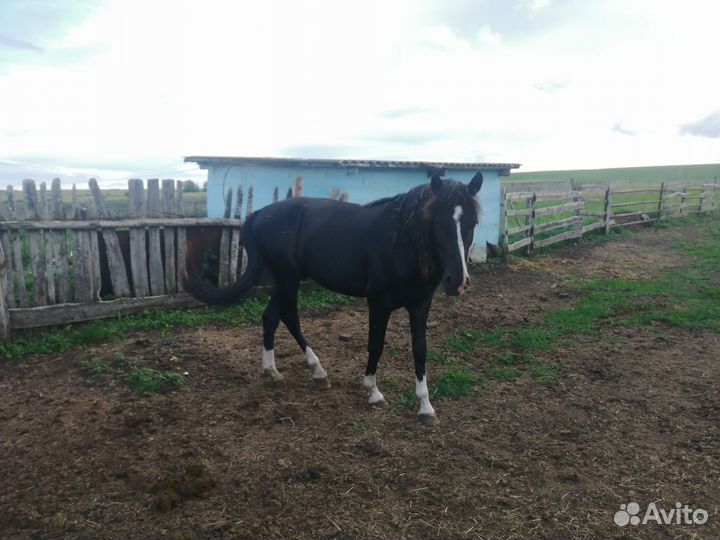 Лошадь трех годовалый