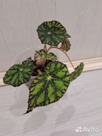 Гипоэстеса, бегония тигровая