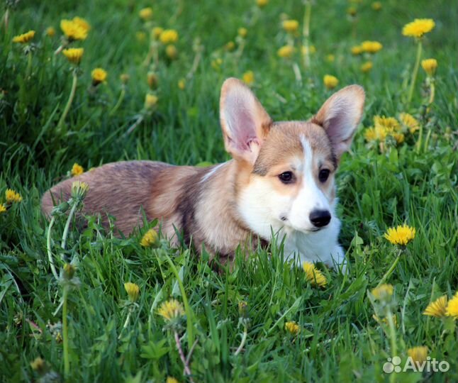 Море любви гарантировано
