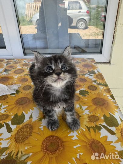 Котята мейн-кун