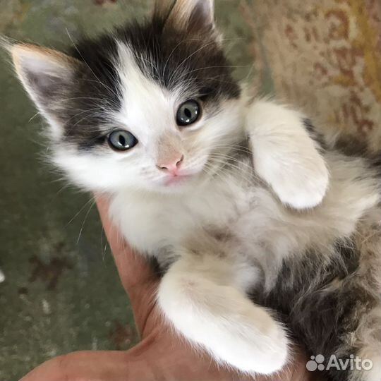 Котятки в добрые руки