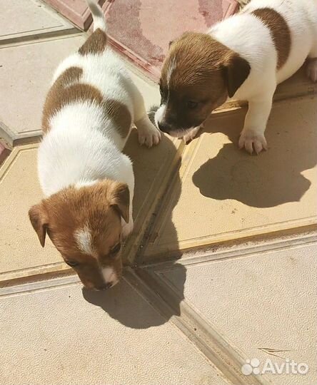 Джек рассел терьер