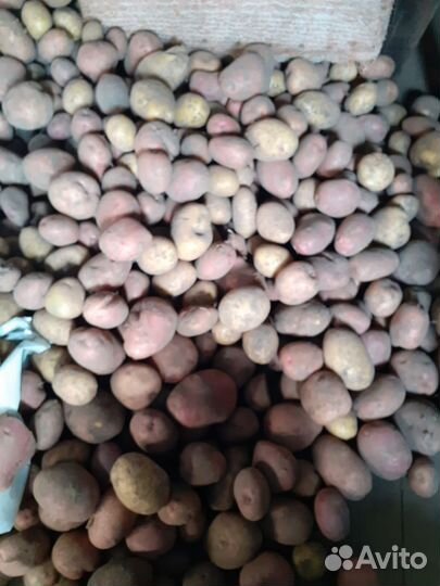 Продам картофель